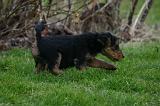 WELSH TERRIER 142